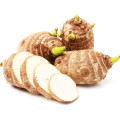 2021 Export Natural Cheap Price With High Quality Fresh Taro In Carton